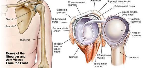 shoulder pain, tendonitis, rotator cuff injuries